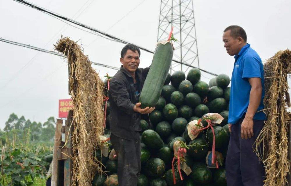 2022年冬瓜价格最新走势图的简单介绍