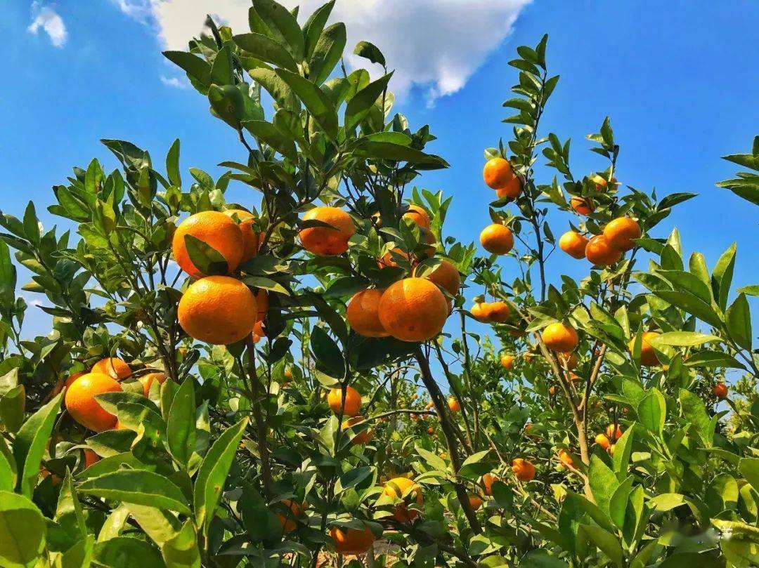 今日阳朔茂柑价格走势图_2020年广西茂谷柑最新价格