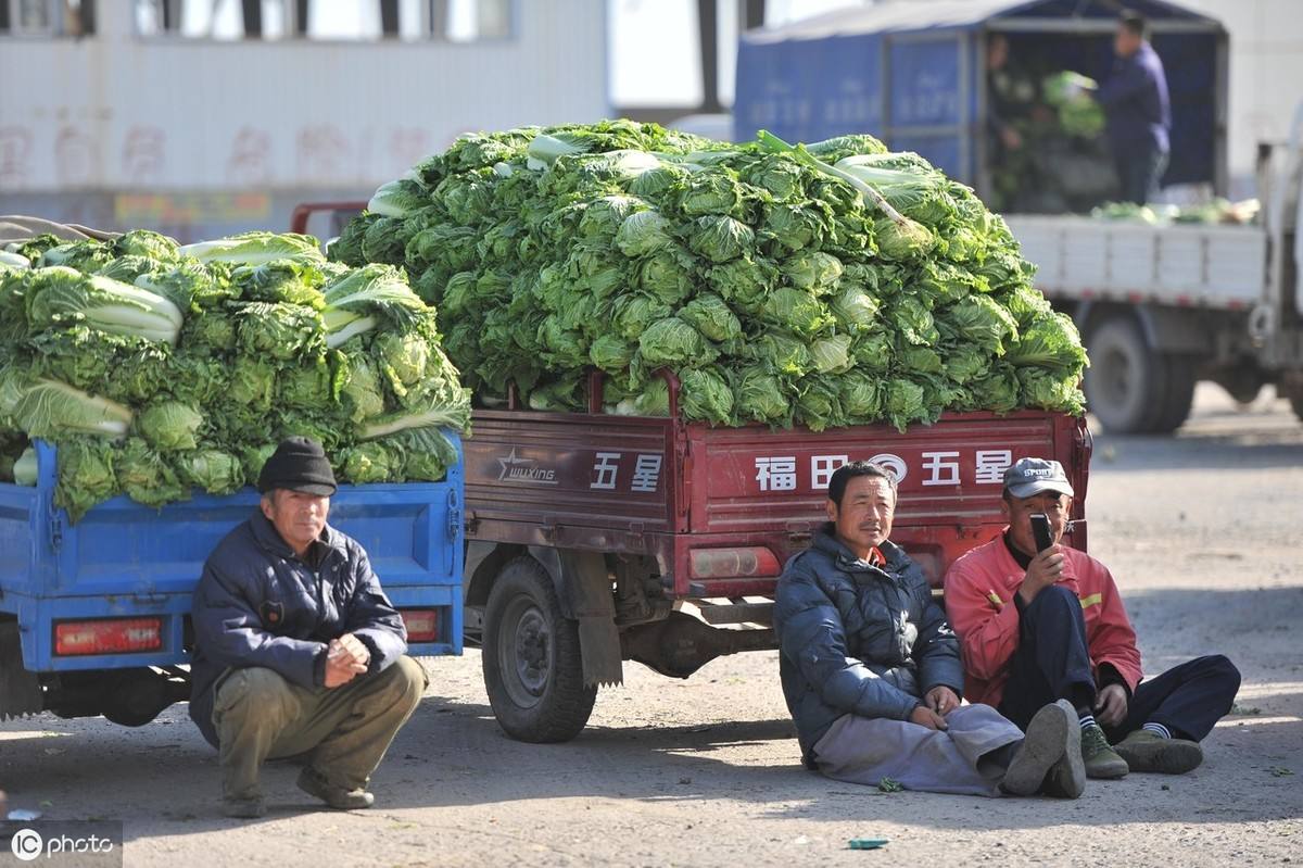 今年冬天白菜价格走势_预计今冬大白菜价格走势