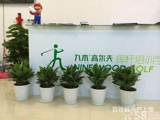 江苏新型绿植养护价格走势的简单介绍