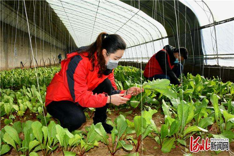 下花园区蔬果种植采摘价格走势的简单介绍