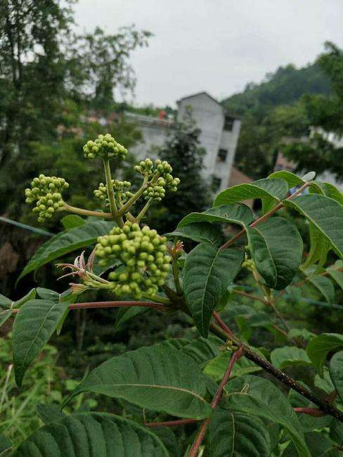 亳州吴茱萸收购价格走势_吴茱萸现在市场价多少钱一公斤