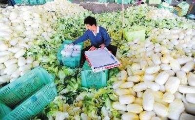 娃娃菜近几年价格走势_娃娃菜最新市场价格走势