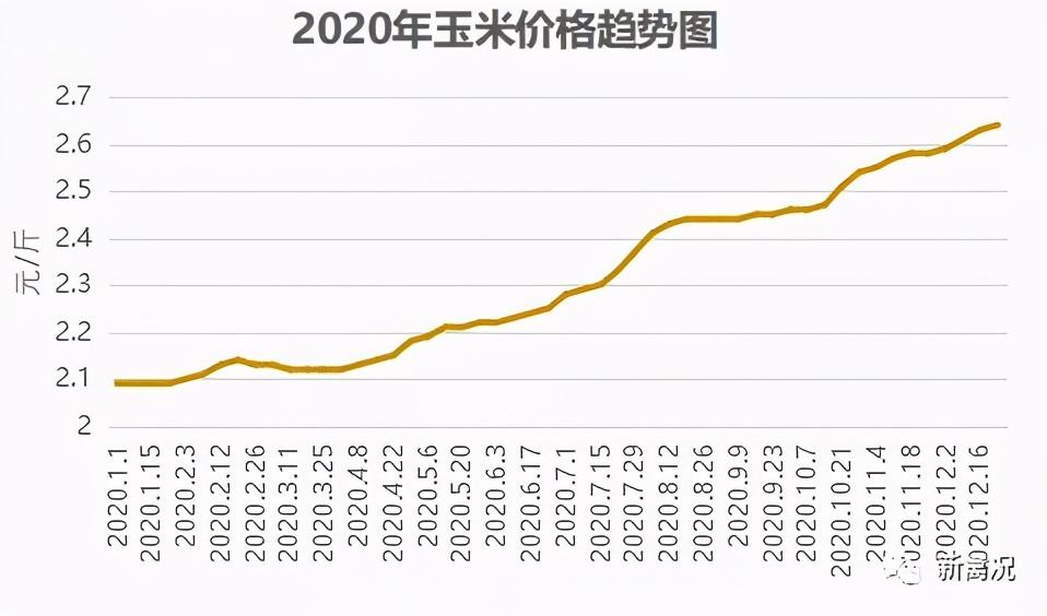 今天单县玉米价格走势_山东菏泽单县玉米多少钱一斤