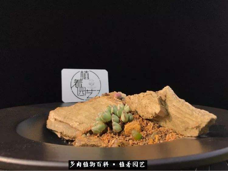 辽宁原生态多肉价格走势的简单介绍