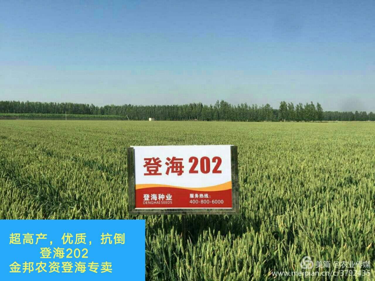 登海种业今日行情走势_登海种业当日实时股价行情