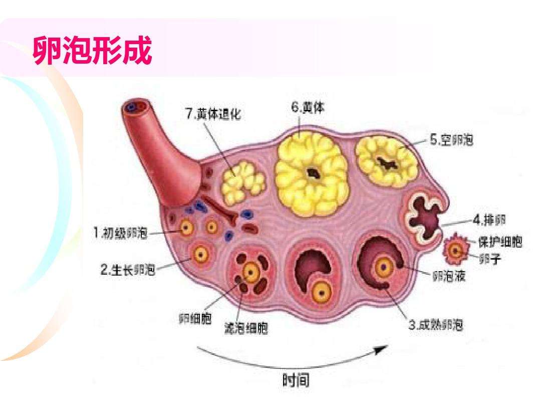 奇妙而有趣的生理常识ppt_史上最全的生理常识,终于让我找到了