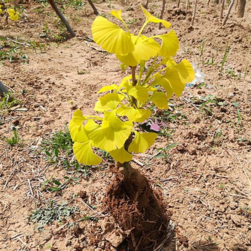 关于嘉定区品质绿植花卉价格走势的信息