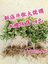 无锡立体化绿植花卉价格走势_无锡最大的绿植花卉市场在哪里