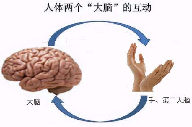 踢足球是哪个大脑比较发达_谁是踢足球踢得最厉害的一个