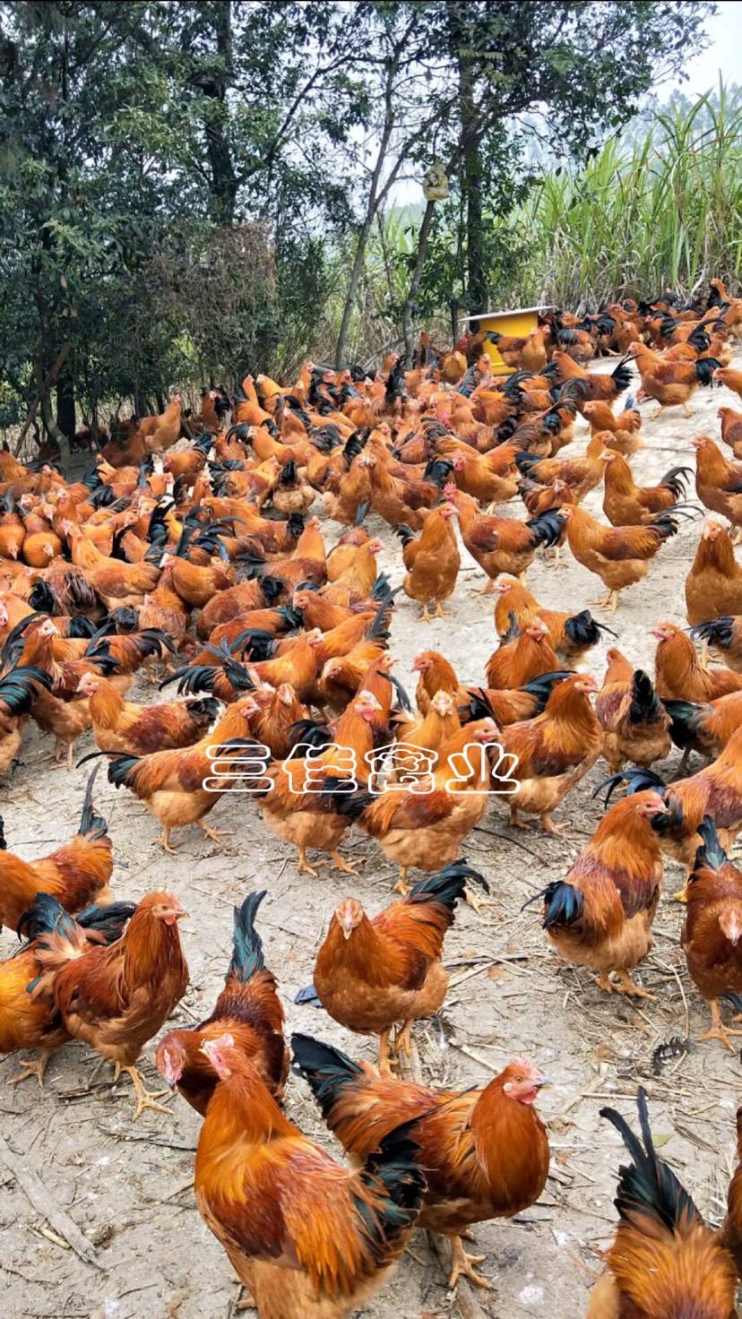 内江土鸡出壳鸡苗行情走势_土鸡苗价格行情走势