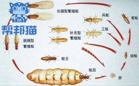 江苏常规杀白蚁价格走势_免费杀白蚁