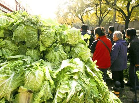 石家庄桥西大白菜今日价格走势_石家庄白菜价格最新行情