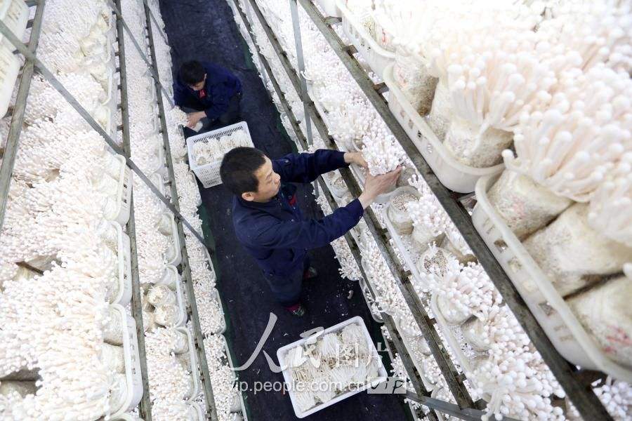 北京北农市场海鲜菇价格走势_海鲜菇批发价格