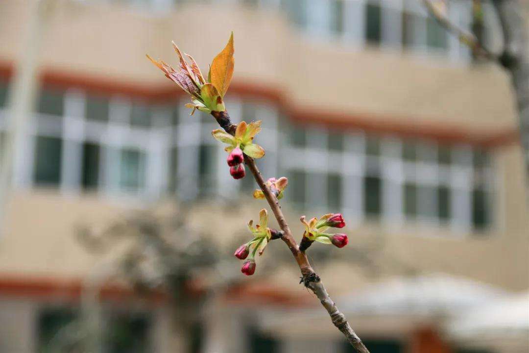 春天已至疫情走势向好发展_今年的春天很特别疫情