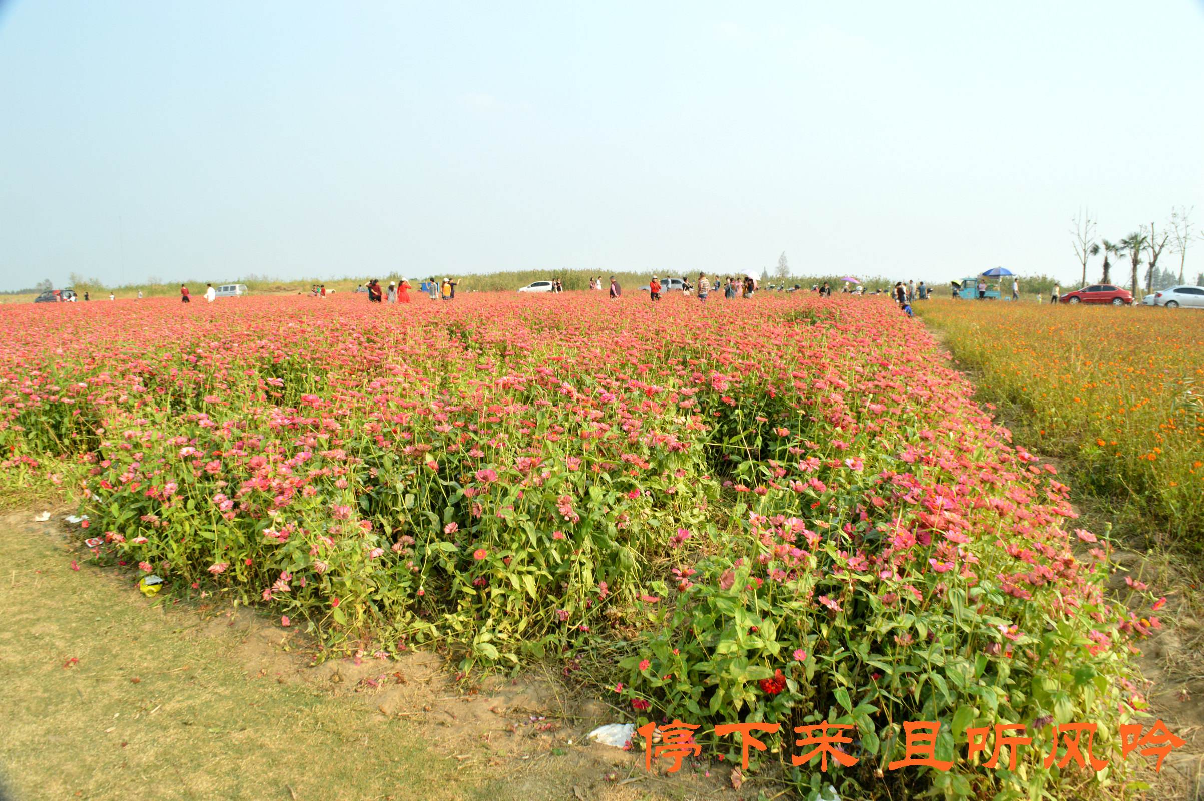 江苏一串红花海价格走势_江苏盐城花海