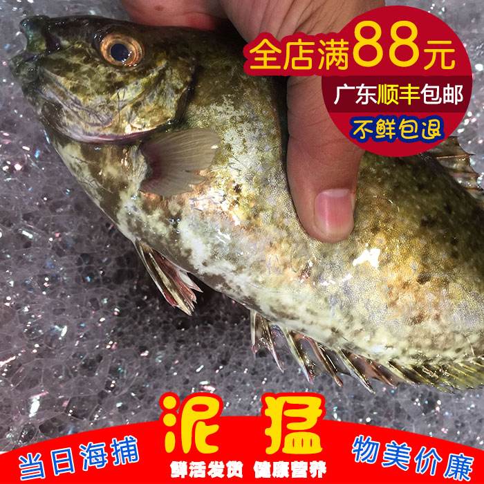 海钓泥猛鱼常识和技巧_钓泥猛鱼的技巧