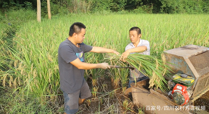 厦门谷子批发价格走势_市场谷子价格