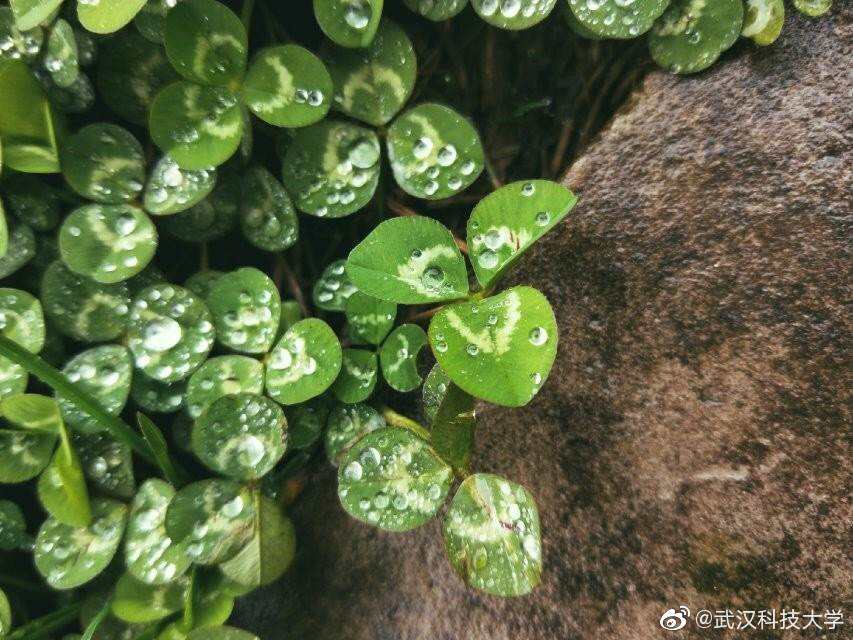 崔雨晨足球_崔红宇 足球