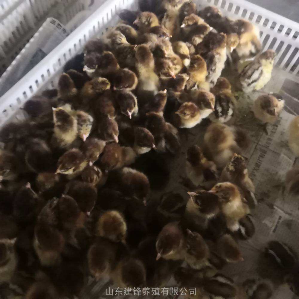 龙口知名蛋鸡苗价格走势的简单介绍