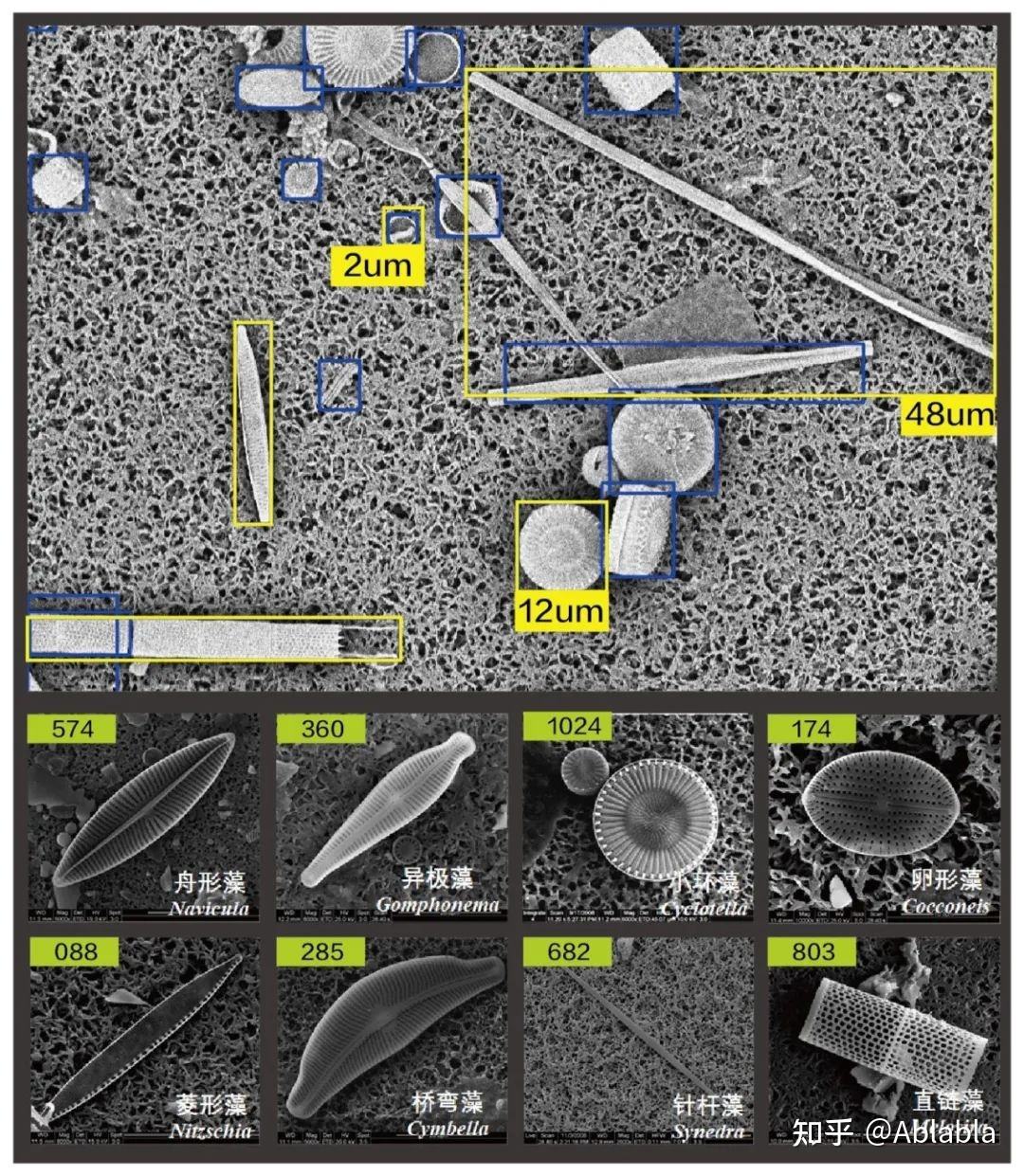 飞纳多足球_足球社团纳新作文