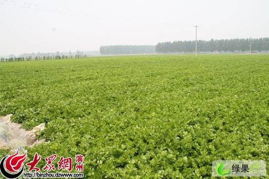 今年下半年芹菜价格走势_今年下半年芹菜价格走势图