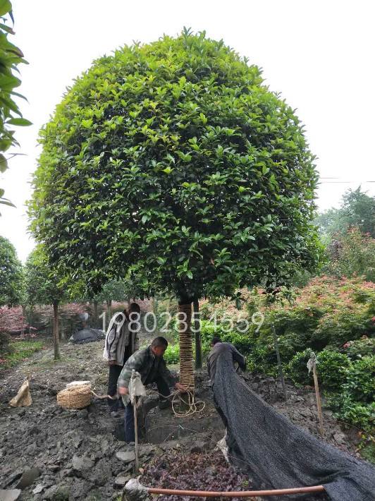 2019桂花树价格走势_2019桂花树价格走势如何