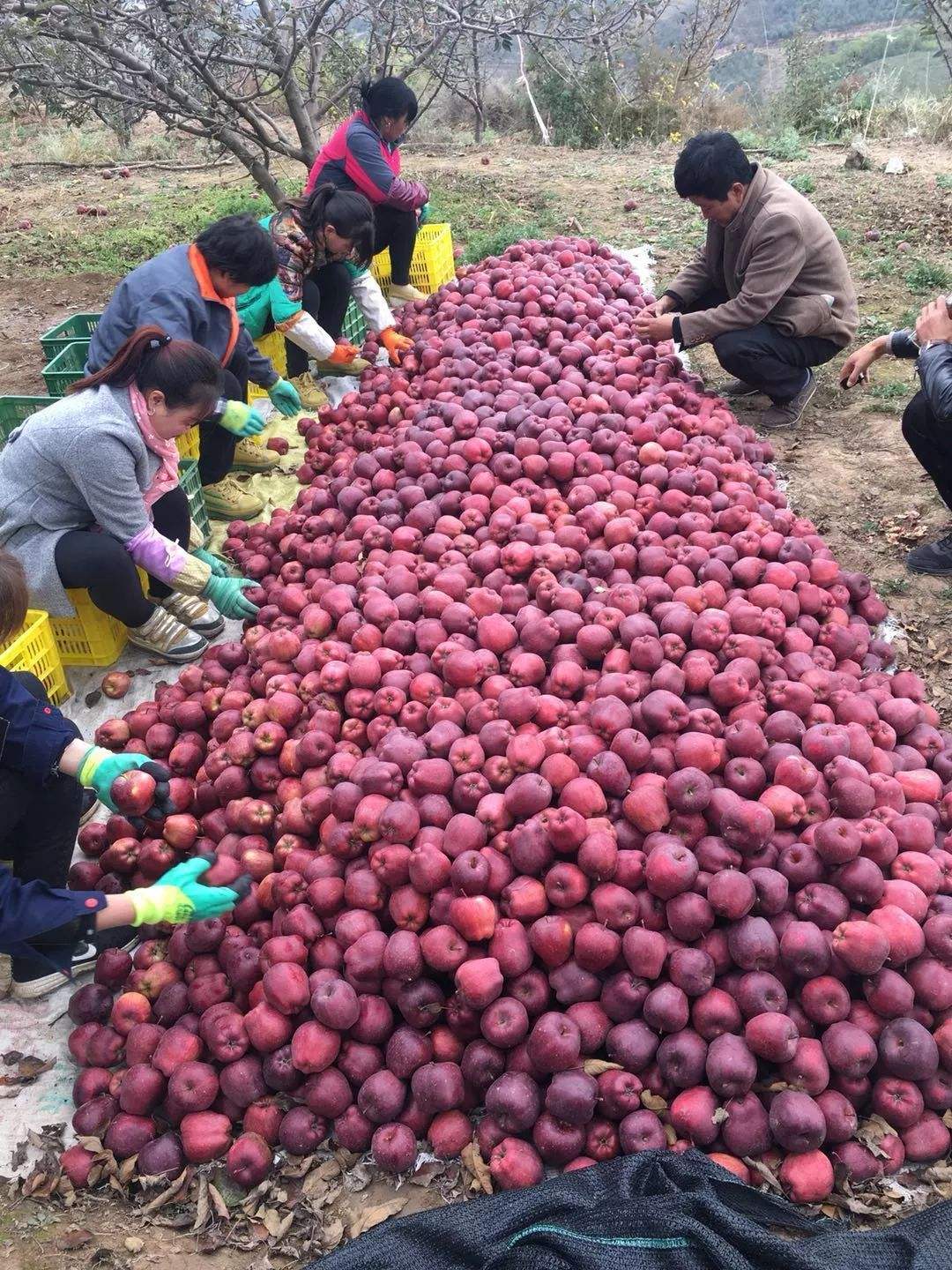 静宁苹果最近价格走势_静宁苹果最近价格走势分析