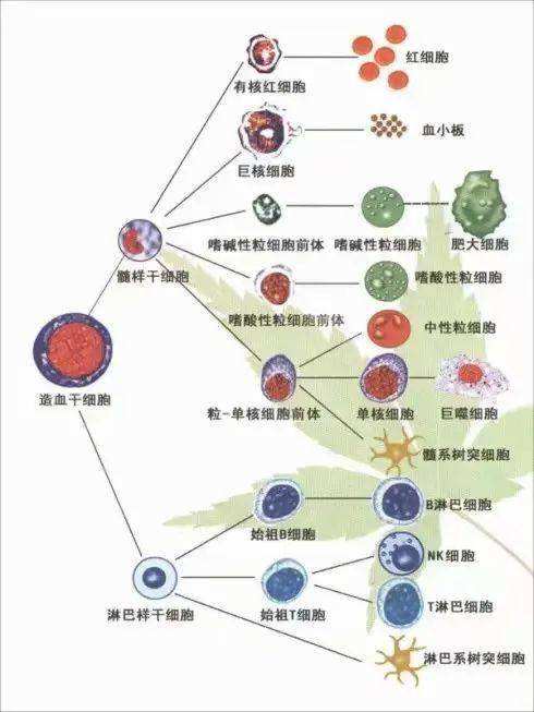 贵州自动细胞计数价格走势_贵州自动细胞计数价格走势最新