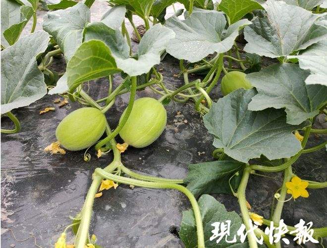 菏泽甜瓜2016价格走势_菏泽甜瓜2016价格走势如何