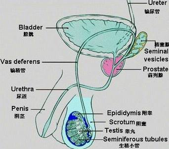 膀胱像足球_被足球踢到膀胱