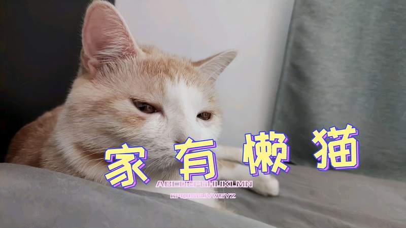 懒猫爱足球_最懒的足球球员