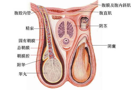 足球后睾丸疼_足球后睾丸疼怎么办