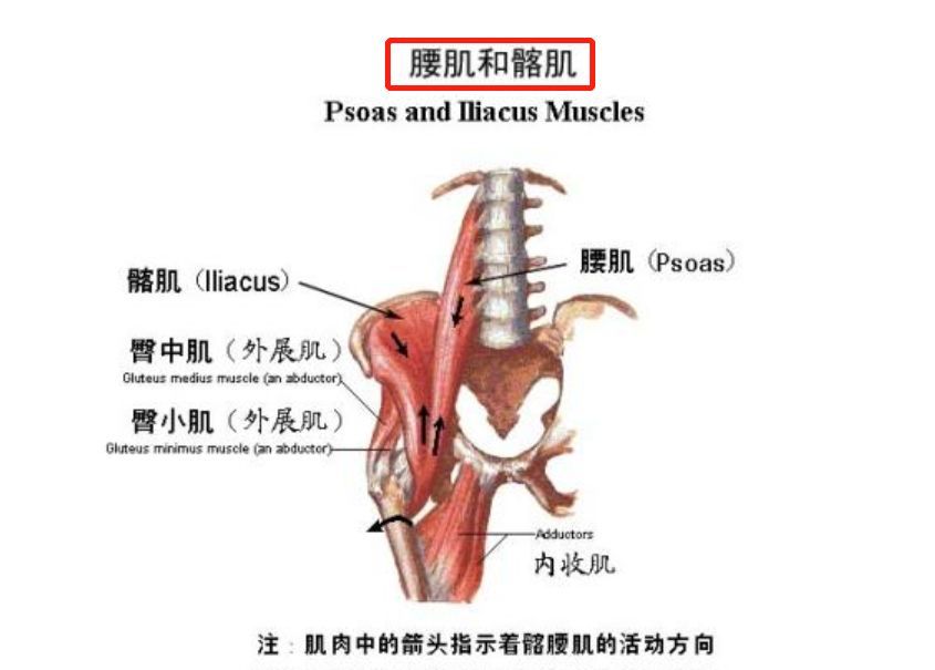 髂腰肌足球_髂腰肌的问题