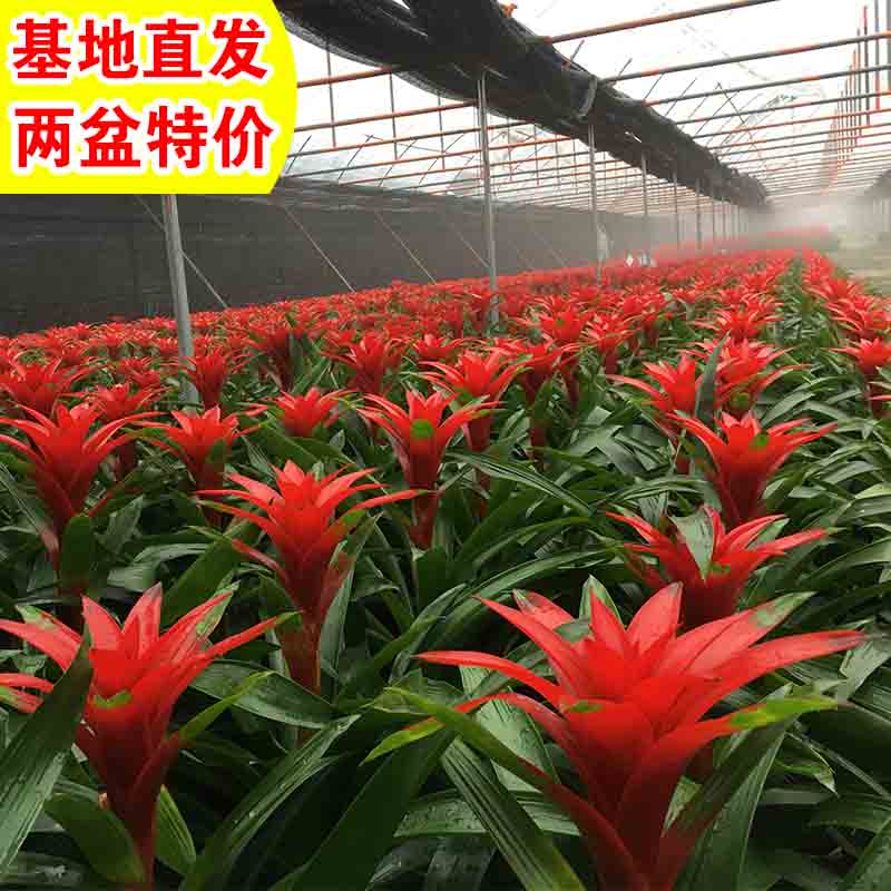 常州综合花卉绿植价格走势_常州综合花卉绿植价格走势图