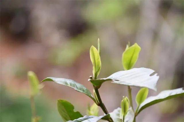 11年普洱茶价格走势_11年普洱茶价格走势如何