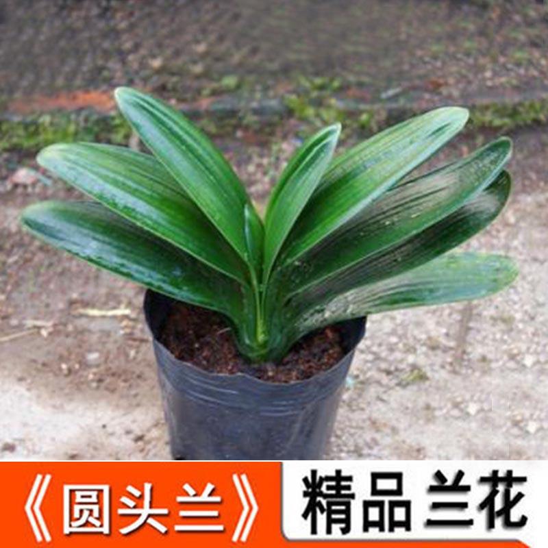 徐州品质花卉绿植价格走势_徐州品质花卉绿植价格走势图