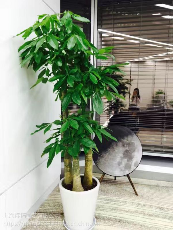 黄浦区盆栽绿植租赁价格走势的简单介绍