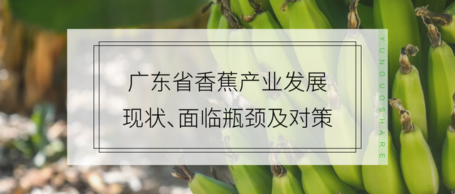 广东最新香蕉价格走势_广东香蕉价格走势表下载