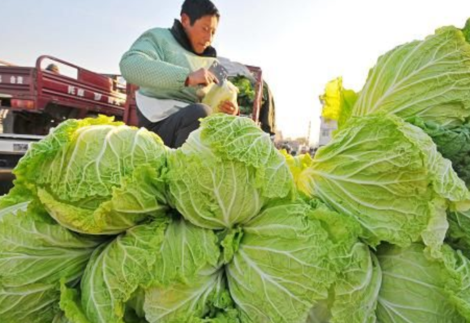 白菜价格走势研究分析_白菜价格走势研究分析图