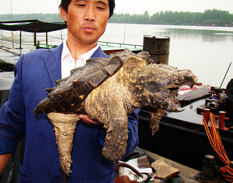 鳄龟会被晒黑客吗_鳄龟晒太阳对壳色的影响