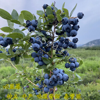 大蓝莓足球_小蓝莓和大蓝莓的区别