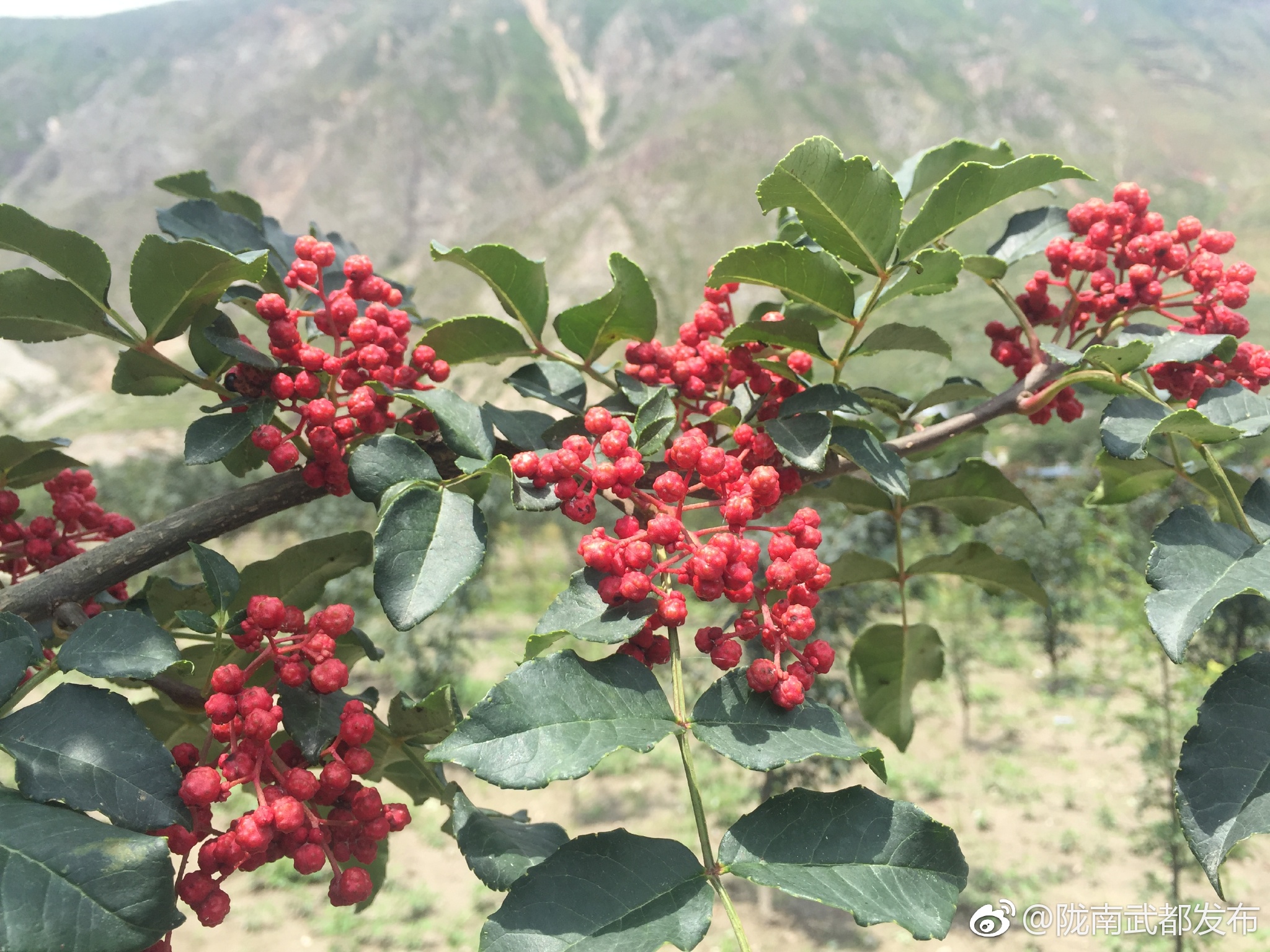 陕西花椒2016价格走势_陕西花椒2016价格走势分析