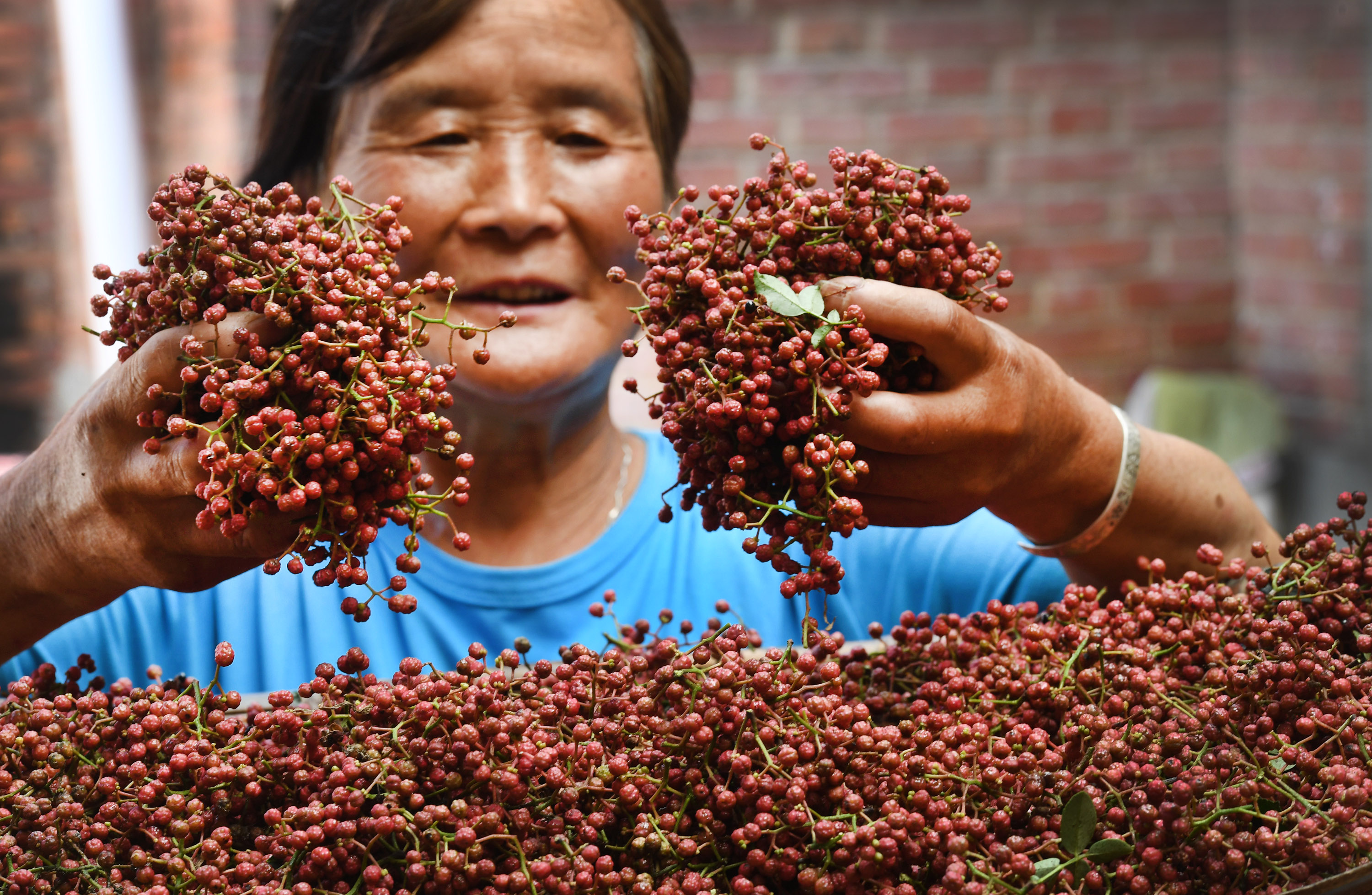 陕西花椒2016价格走势_陕西花椒2016价格走势分析