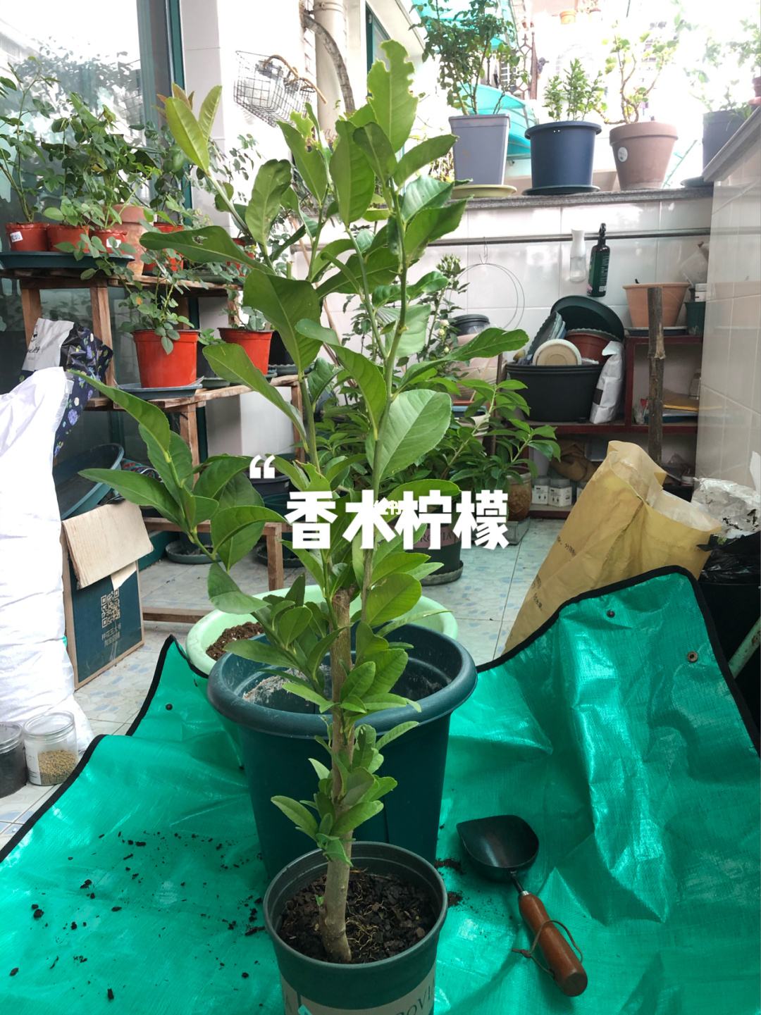 香水柠檬一年价格走势_香水柠檬价格多少钱一斤