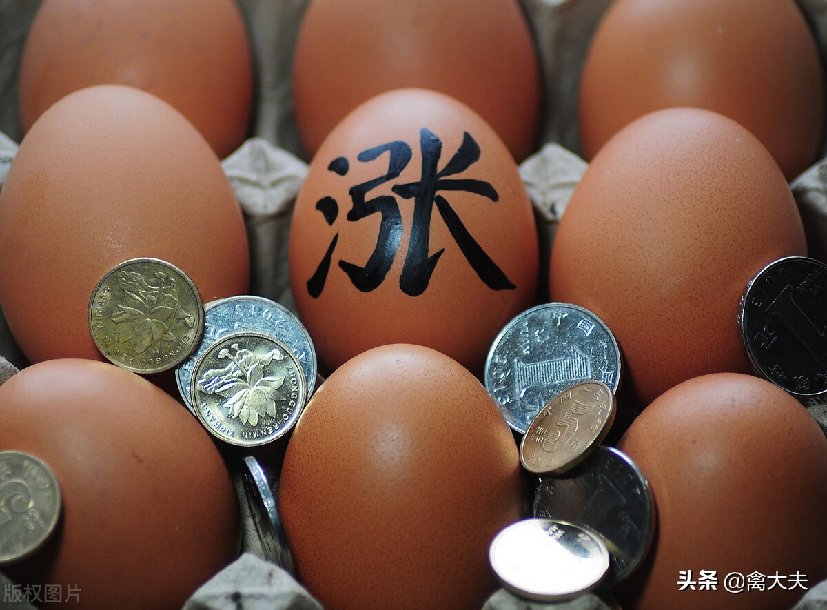 今日河北鸡蛋价格走势_今日河北鸡蛋价格走势最新