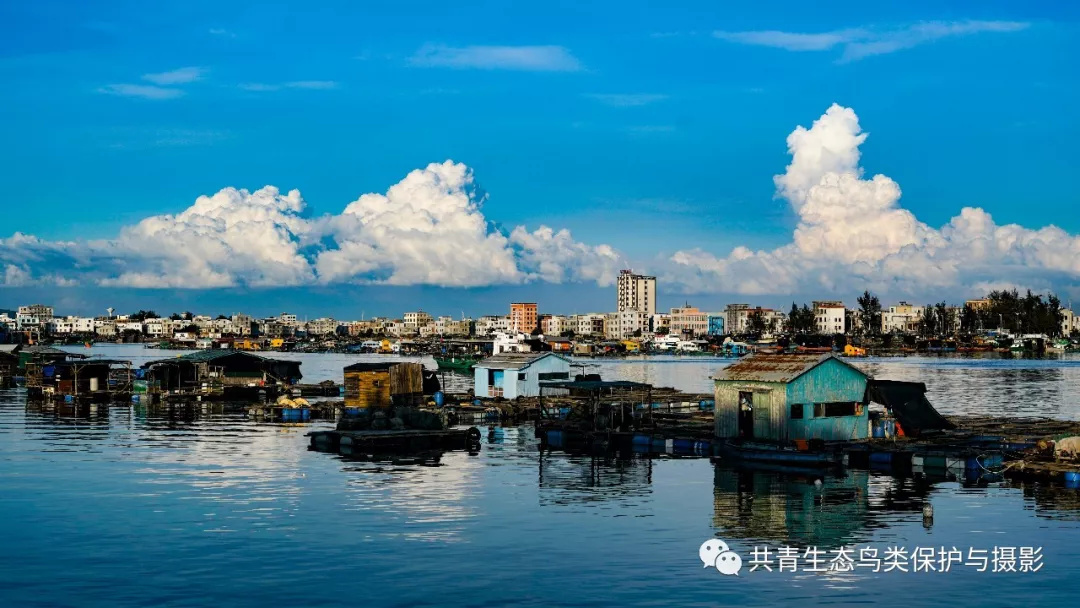 湛江雷州是不是建了新能源_湛江雷州是不是建了新能源汽车厂