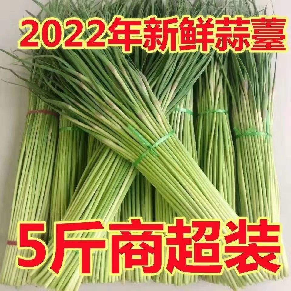 蒜薹最新市场价格走势_蒜薹最新市场价格走势分析