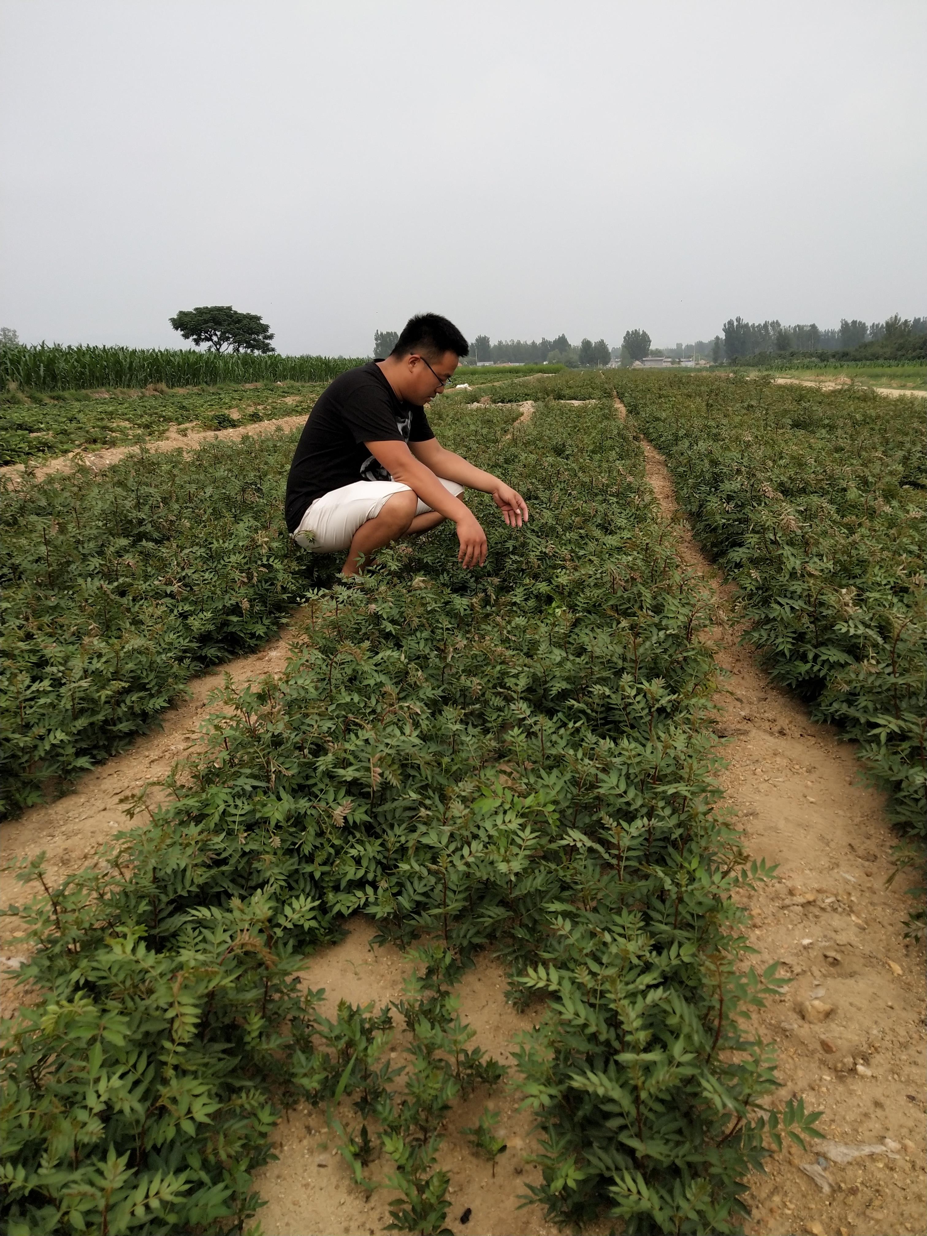 最新花椒产地价格走势_最新花椒产地价格走势分析