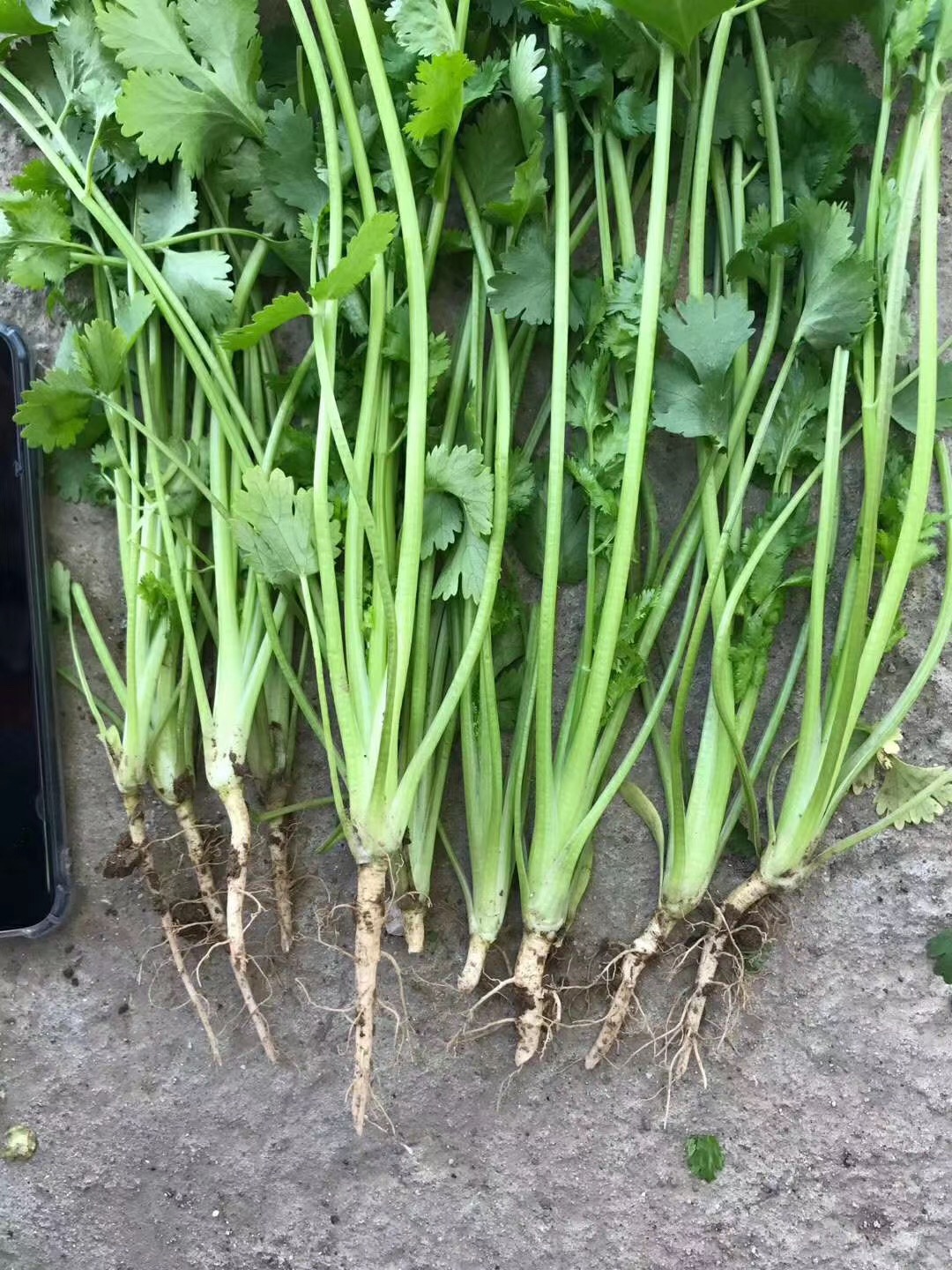 今日天津香菜价格走势_今日天津香菜价格走势如何